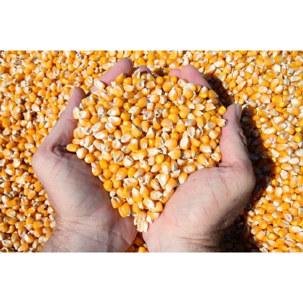 ngô hạt sấy khô ( bắp sấy khô) bắp ngô làm thức ăn cho gà, vịt, cá