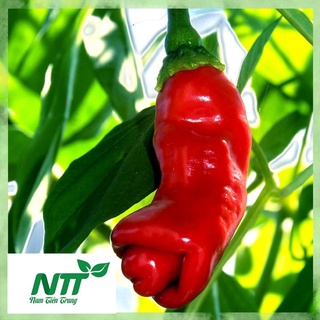 Hạt giống Ớt Cu Tí TN