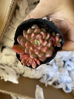 SEN ĐÁ RUBI ĐỎ 4-6CM