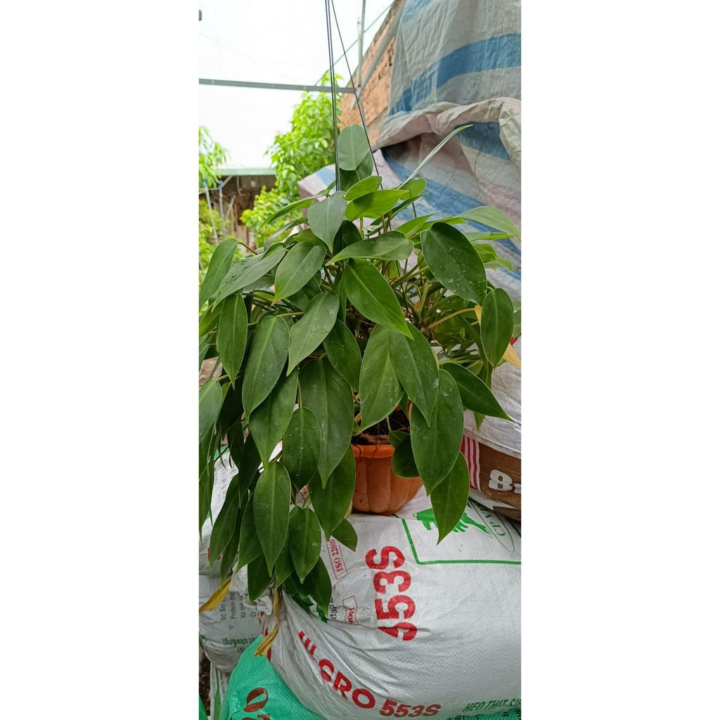 Cây Trầu Bà Tỷ Phú