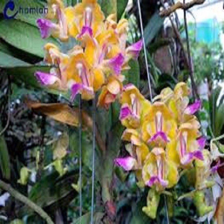 Hoa lan giáng hương hoàng nhạn tháng 4