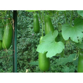 10h - HẠT GIỐNG BÍ ĐAO CHANH