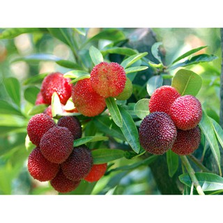 COMBO 5 HẠT GIỐNG THANH MAI - 1 gói