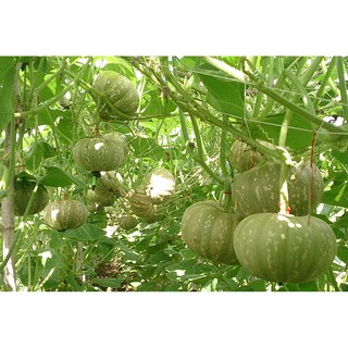 10 Hạt giống Bí đỏ tròn lớn