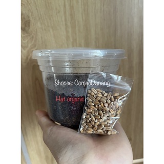 Hạt giống cỏ mèo (lúa mạch/mì)
