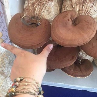 PHÔI NẤM LINH CHI ĐỎ VIỆT NAM (combo 10 bịch)-[TPHCM]