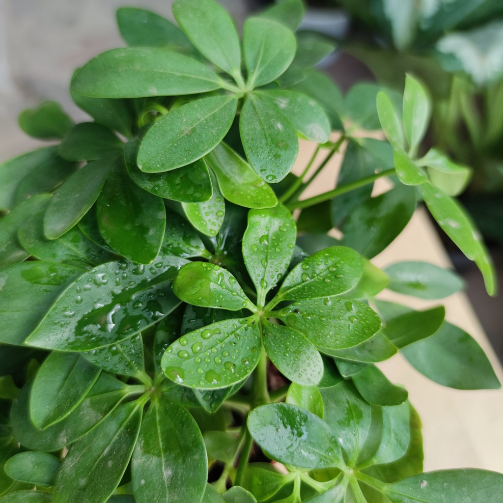 Cây ngũ gia bì cực xanh (cây đuổi muỗi) cây trang trí nhà và nội thất cao 25cm