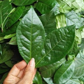 Lá chè tươi đã nhặt nguyên lá dùng hãm uống 500g