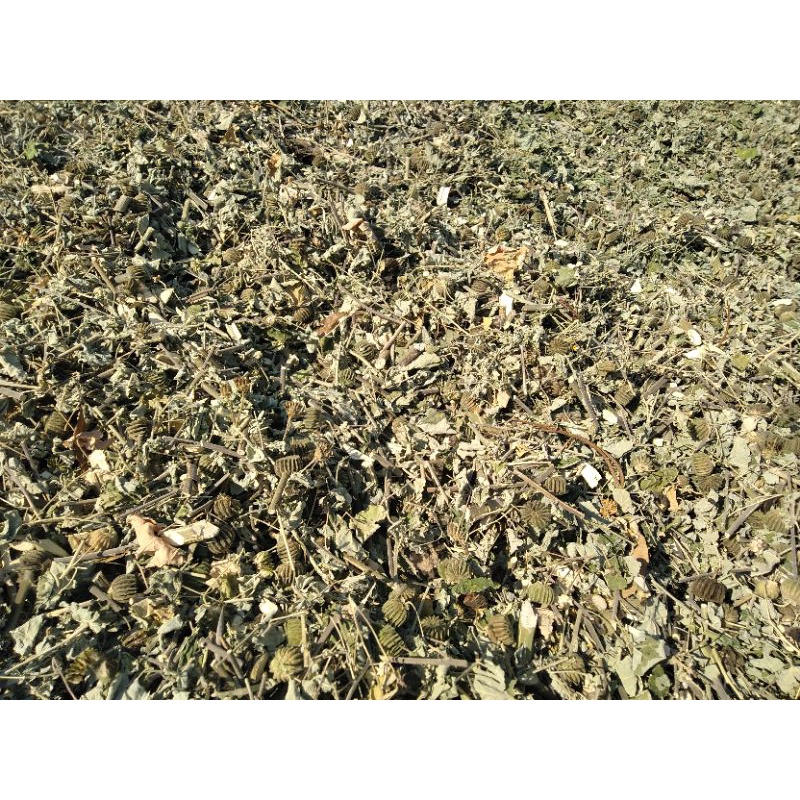 1kg cây cối xay sấy khô