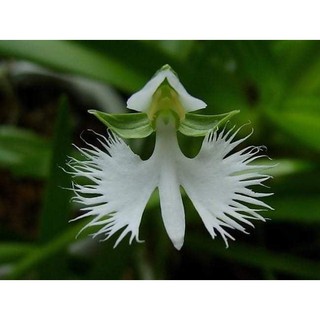 Cây lan hạc trắng