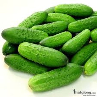 Hạt giống Dưa chuột bao tử