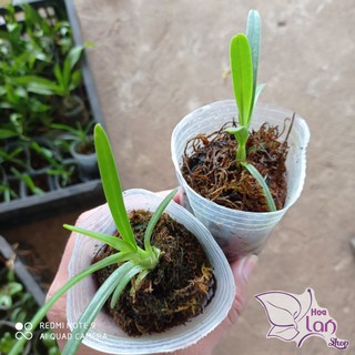 lan kiếm hoàng long lai kim long ( phan trí lai kim long)