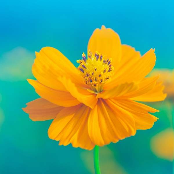 желтые цветы плитка