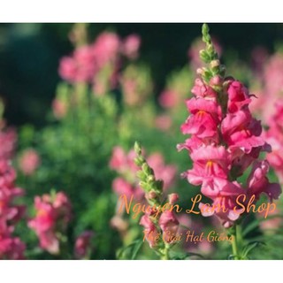 100 HẠT GIỐNG HOA MÕM SÓI