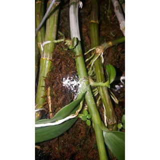 SIÊU KÍCH RỄ ROOTING POWDER