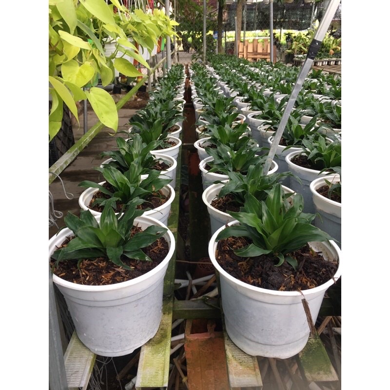 Cây phát tài Nhật