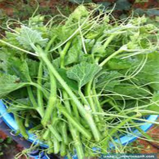Hạt Giống Bí Ngọn Siêu Đọt 20gr