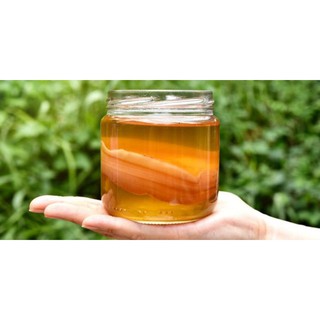 Con giống giấm Kombucha trà Kombucha kèm nước mồi.