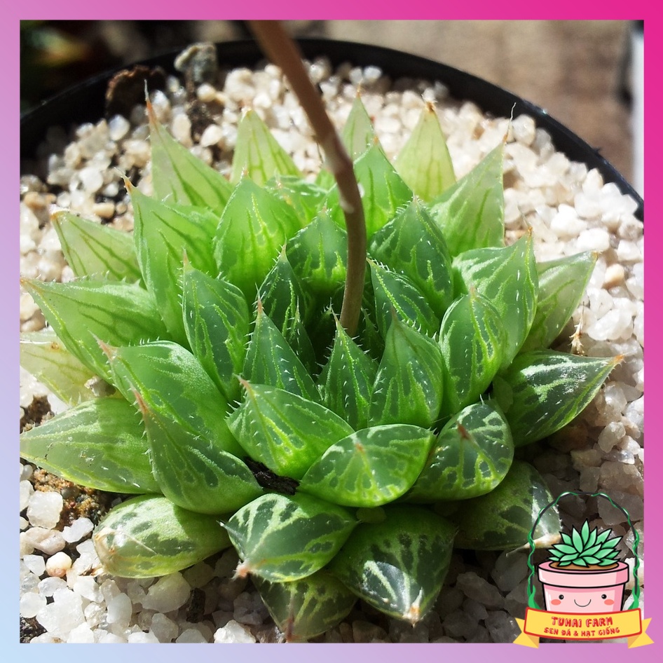 SEN ĐÁ HAWORTHIA COOPERI LÁ DÀI 🌈 FREESHIP 🍁 Thuần khí hậu 🌋