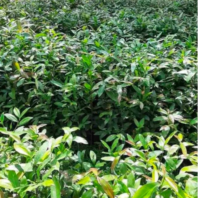 Cây Mai Con Quấn Rễ 7K/ Cây Cao Từ 1M Trở Lên