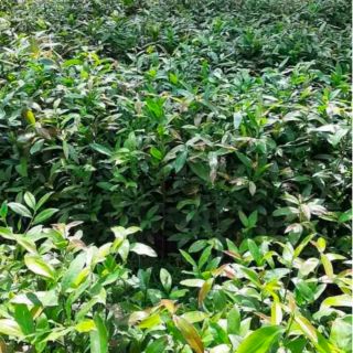 Cây mai con quấn rễ 7k/ cây cao từ 1m trở lên