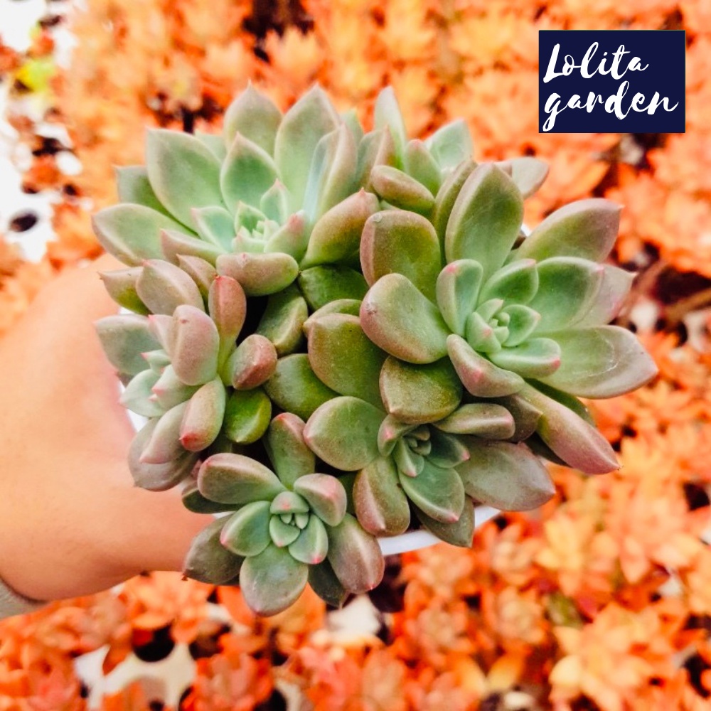 Sen đá aerolite Đà Lạt size trung bình cây cảnh trang trí nhà cửa Lolita garden