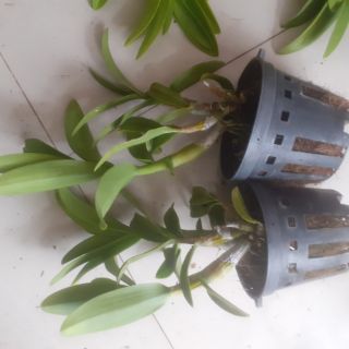 Hoa lan denro nắng Pen cam - mới