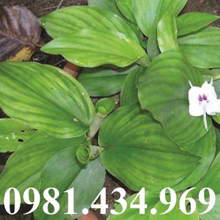 Củ Địa Liền (Xá Kén) Tư ơi 500G