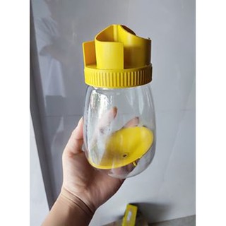 Bẫy ruồi vàng