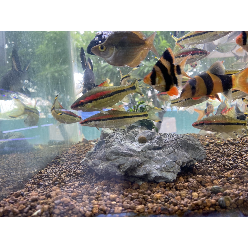 Sạn Suối Nâu Trải Nền