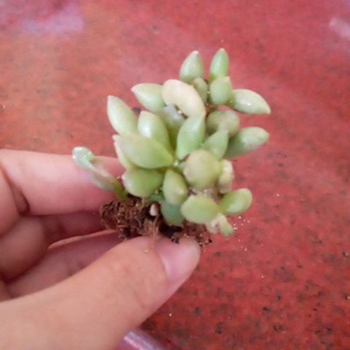 Sen đá mới Adromischus Mamillaris