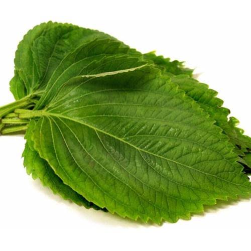 ALO SHOP SHIP KHÔNG GÃY- Cây LÁ MÈ HÀN QUỐC 40cm Tặngdịchtrùn Ship 30 phút KHO QUẬN11,7,9,THỦĐỨC PHÚNHUẬN