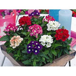 Hạt giống hoa vân anh đủ màu (cỏ roi ngựa)