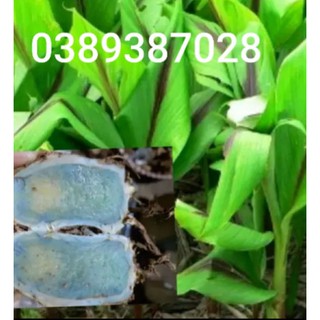 Cây nghệ đen giống,TẶng 1 củ làm mẫu