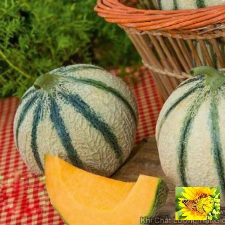 GÓI 10 Hạt Giống Dưa Lê Pháp Charentais SIÊU NGON