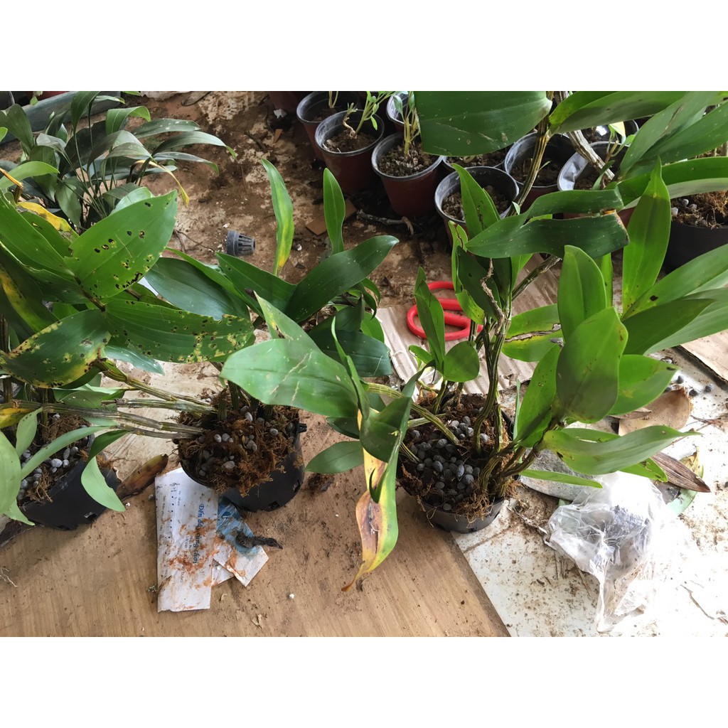 CHẬU LAN KIỀU VÀNG MỠ GÀ ,DÒNG LAN THỦY TIÊN - CHẬU TRỒNG THUẦN SIÊU ĐẸP + Tặng 01 cây dâu da đất( bòn bon)