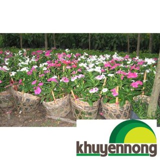 50 hạt giống hoa dừa cạn cây đứng nhiều màu