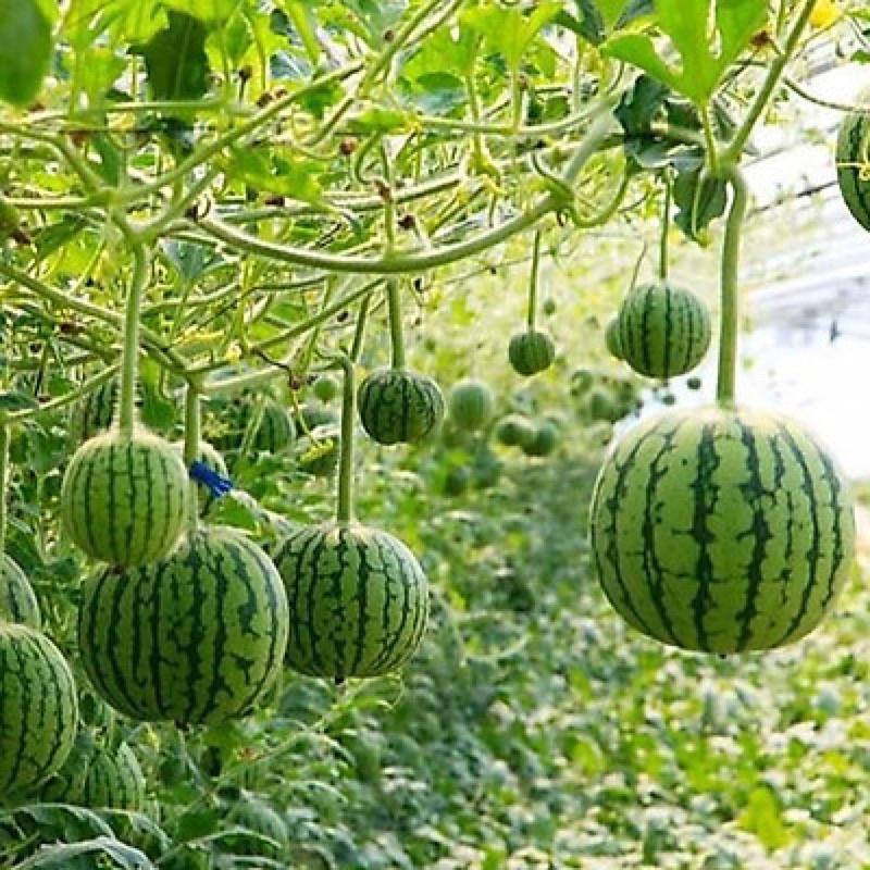 Hạt giống dưa hấu táo cao sản F1