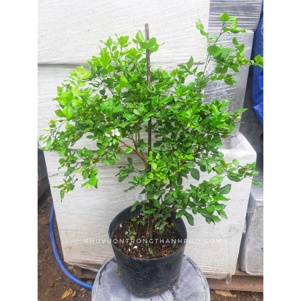 Cây nguyệt quế (chỉ giao hỏa tốc HCM)