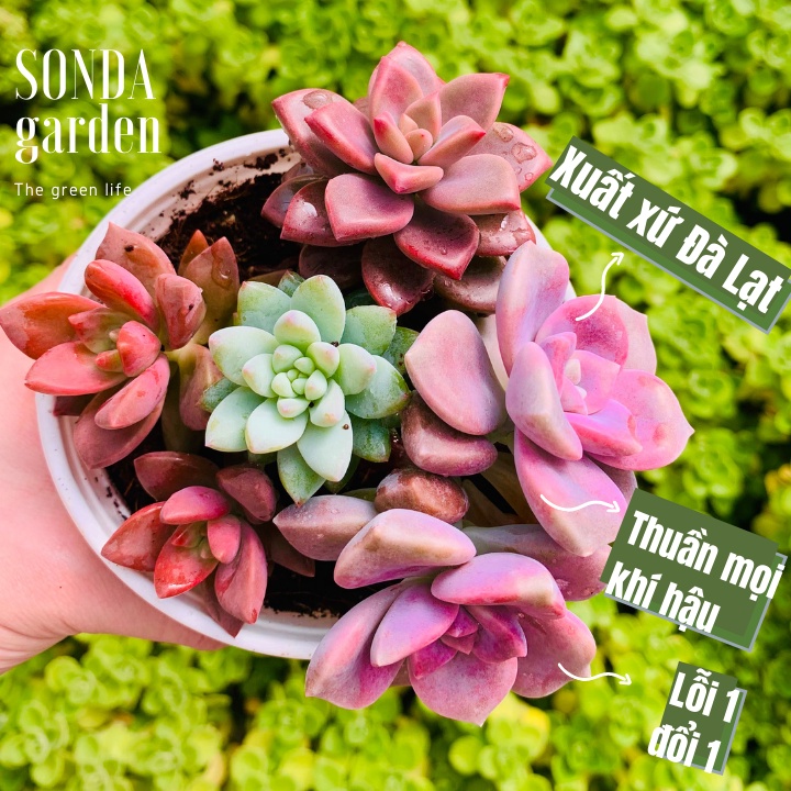 Sen đá mix thập cẩm SONDA GARDEN size trung bình 10-12cm, xuất xứ Đà Lạt, khoẻ đẹp, lỗi 1 đổi 1