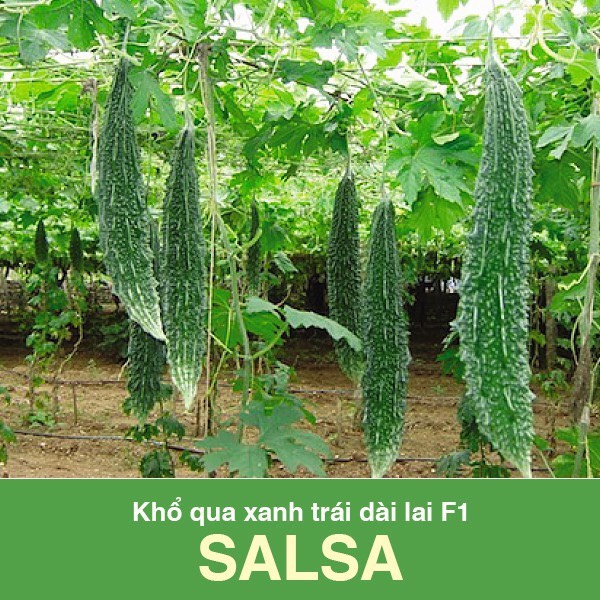 Khổ qua xanh trái dài Salsa