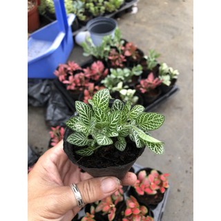 Cẩm Nhung đỏ và trắng (cây may mắn)