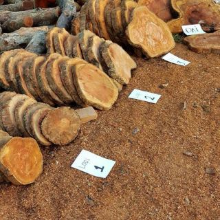 Thớt nhãn trồng lan