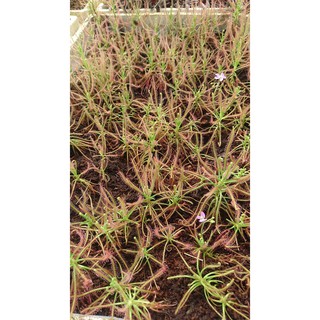 Cây gọng vó Drosera Indica Red