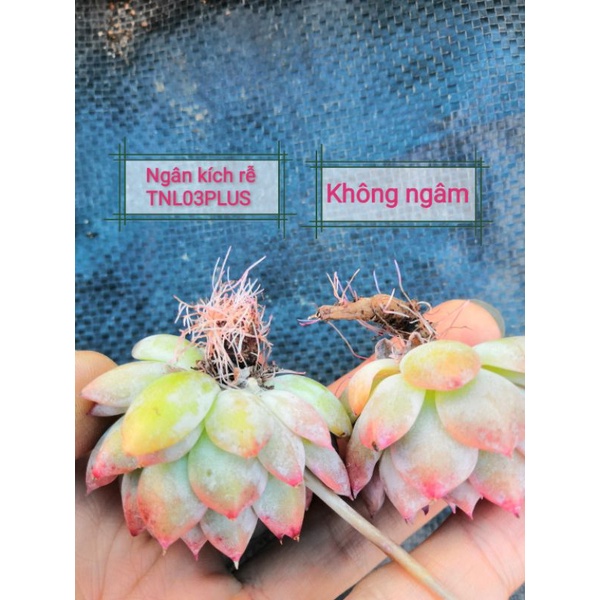 Combo 3 sản phẩm chuyên dụng cho sen. 👍kích chồi👌 kích rễ 👍 dinh dưỡng Sản phẩm kiểm nghiêm ISO/IEC: 17025;2017