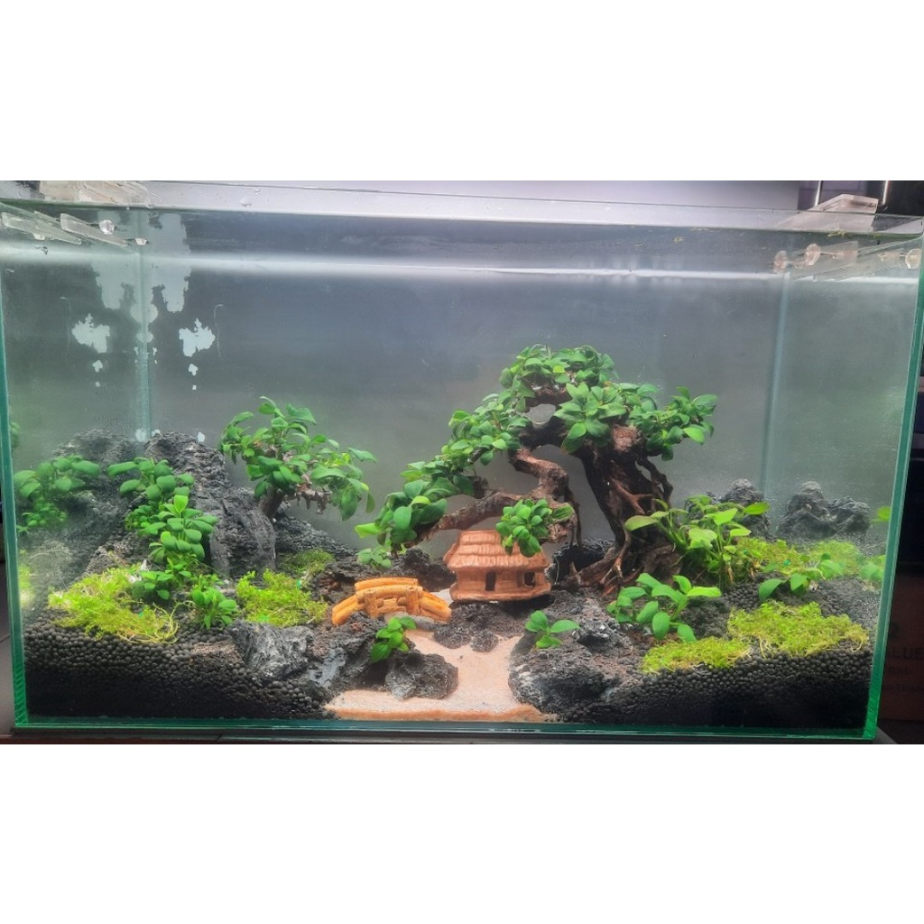 Lũa bonsai cấy rêu hồ cá số 1