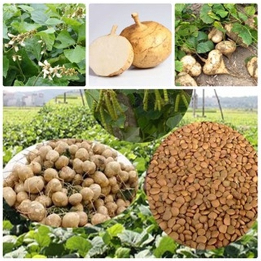 Hạt giống Củ đậu - Gói lớn nhiều hạt, Tặng gói kích nảy mầm