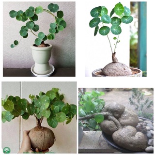 Củ bình vôi Thái (củ bình vôi, cây bình vôi)