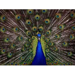 Combo 12 Lông công tự nhiên | BigBuy360 - bigbuy360.vn