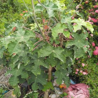 Cây ngô đồng (cây sen tàu) Atropha podagrica Hook 